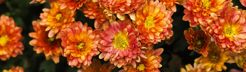 Lemon Chrysanthemums