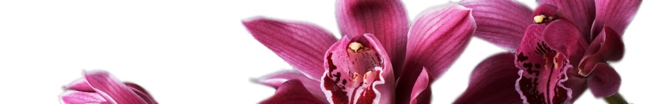 Pink Cymbidium