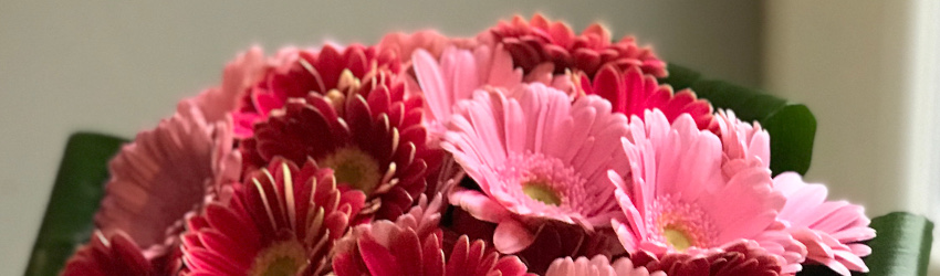 Cerise Gerbera