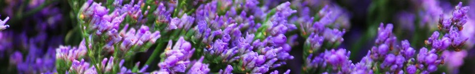 Purple Statice