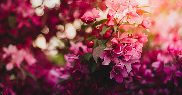 The Psychological Benefits of Flowers