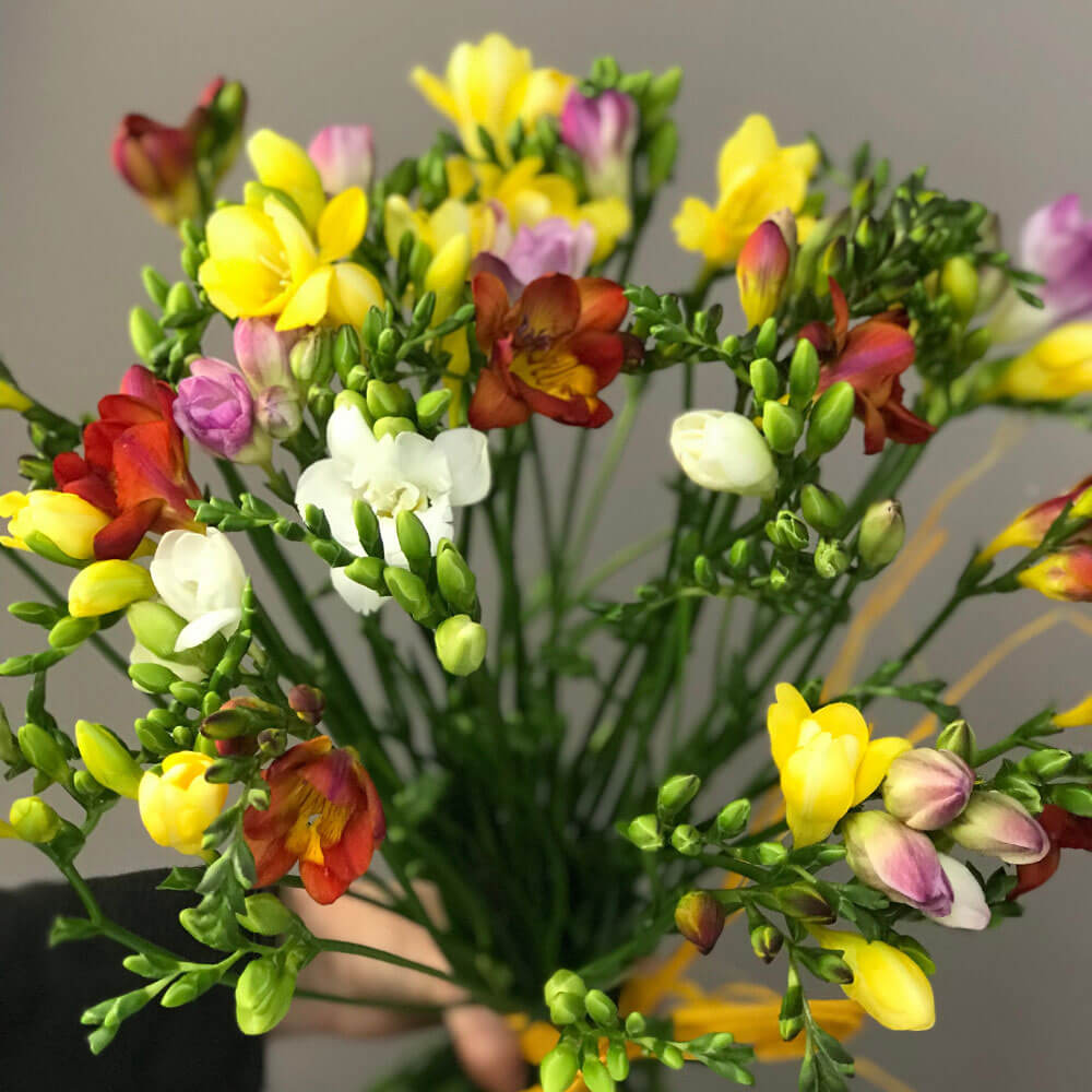 Freesia Fragrance