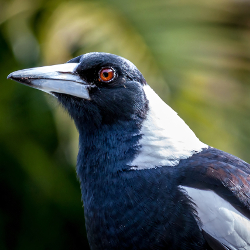 Greeting Magpies in the UK