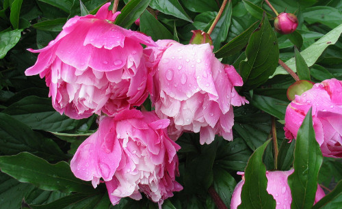 peonies