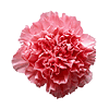 Carnations
