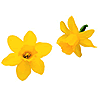 Caring Daffodils