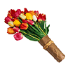 Caring Tulip
