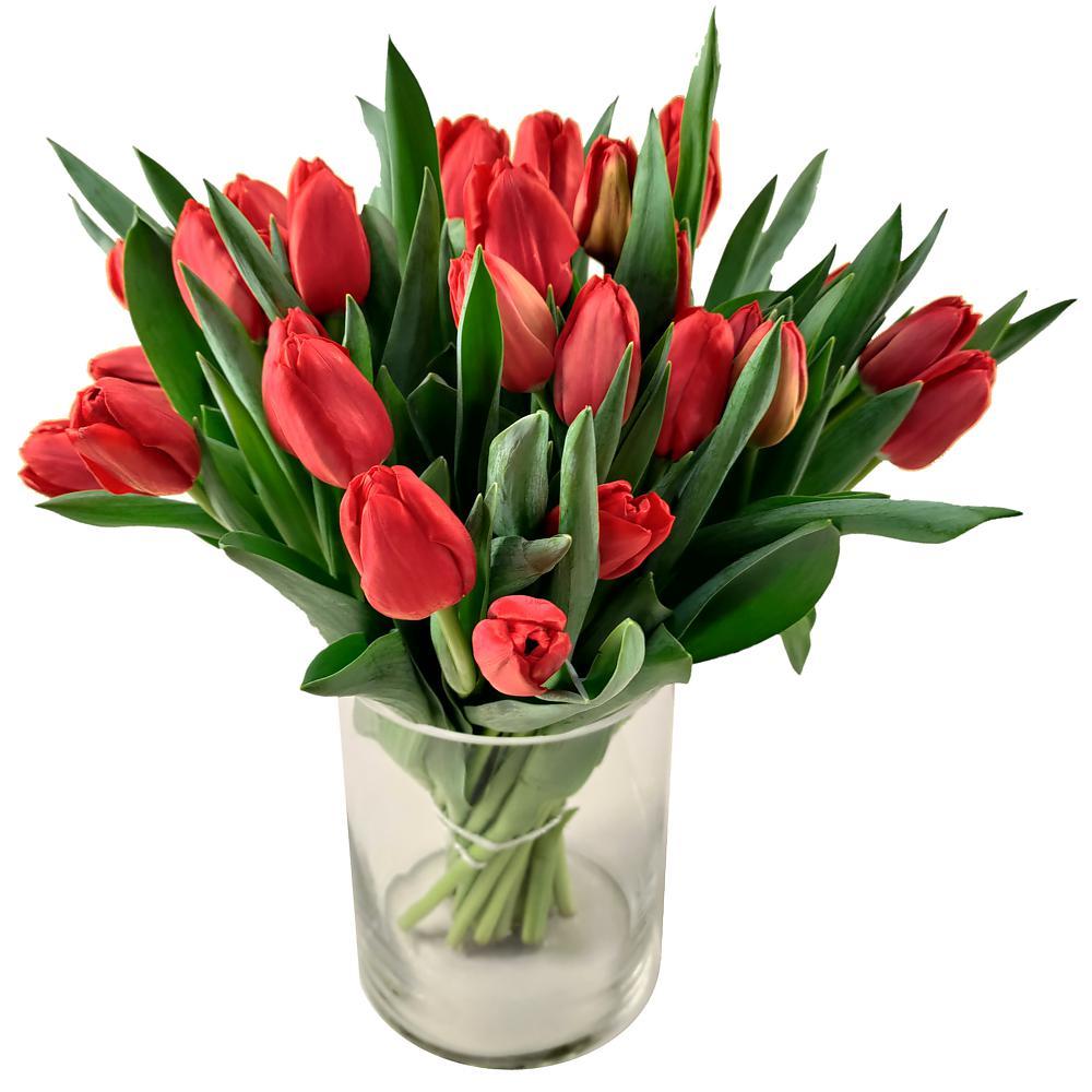 20 Red Tulips