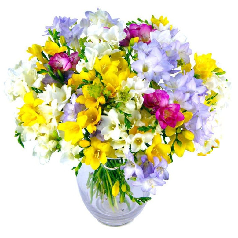 Image of Freesia Fragrance