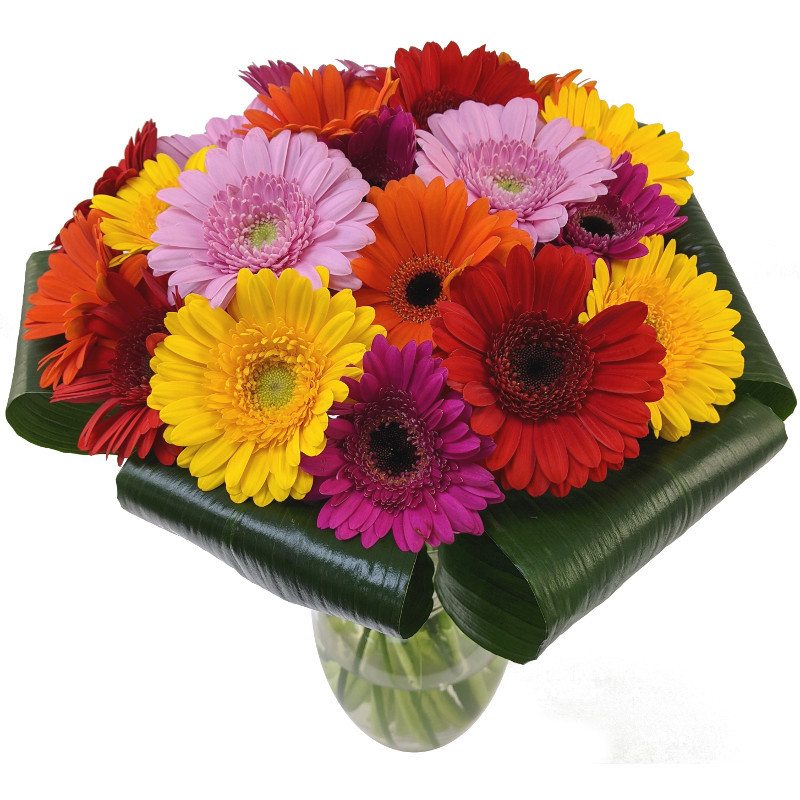 Image of Gerbera Sunshine