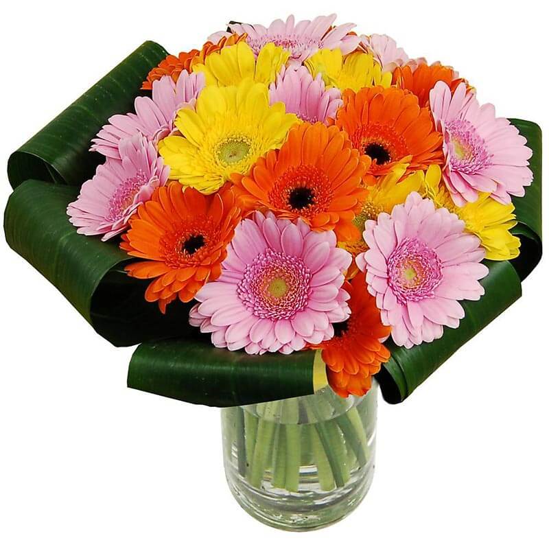 Picture of Gerbera Sunshine