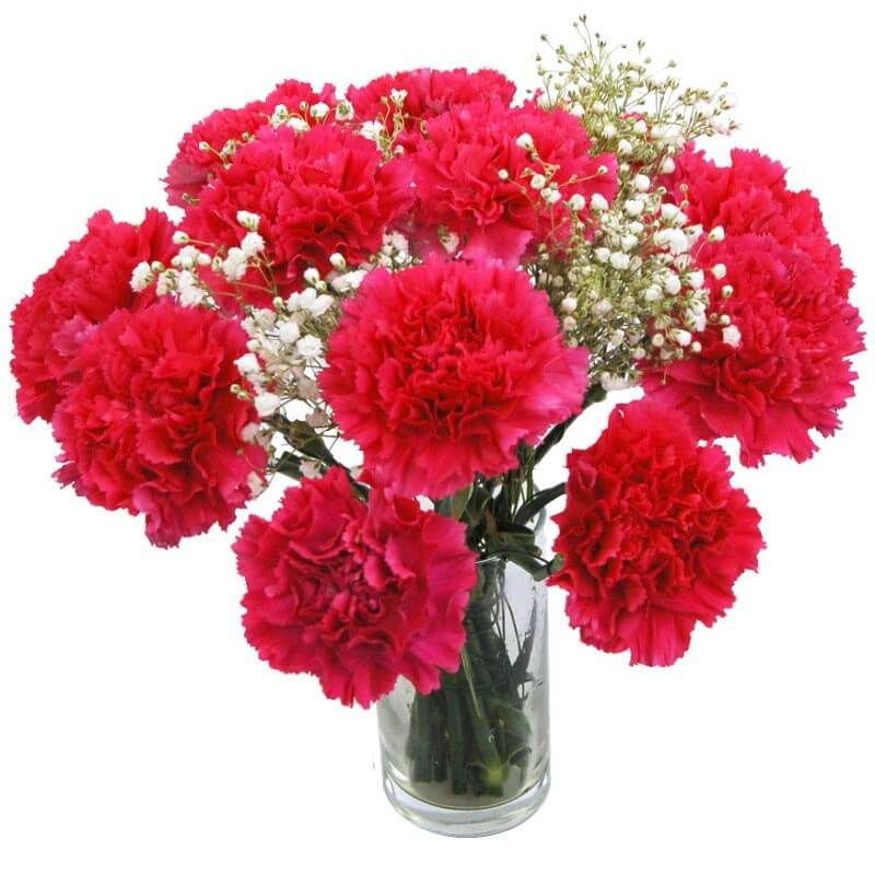 Hot Pink Carnations image