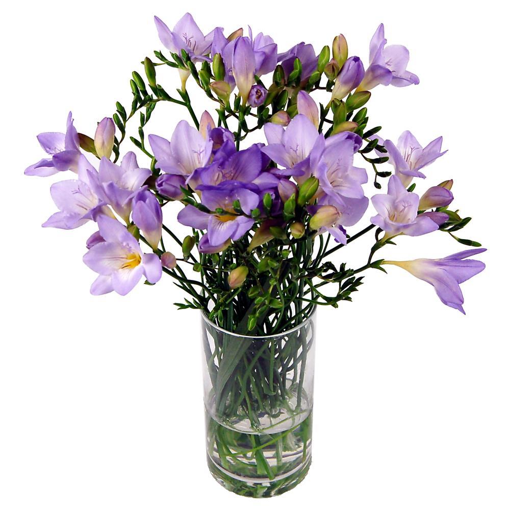 20 Lilac Freesia image