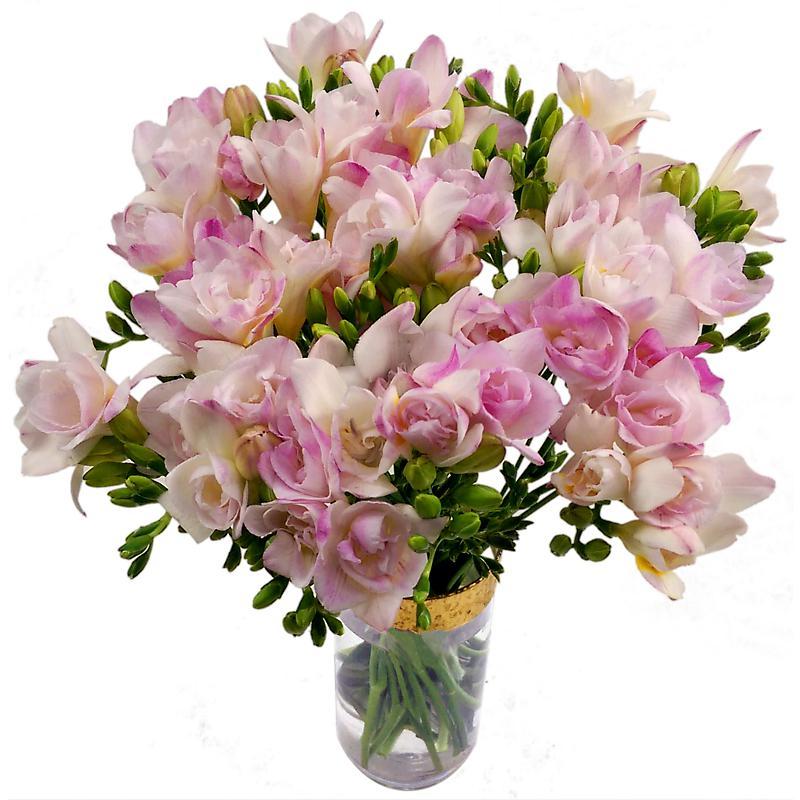 20 Pink Freesia