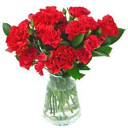 Festive Red Carnations