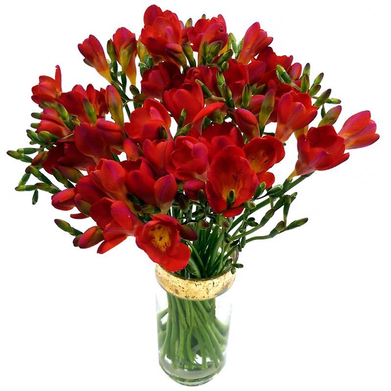 Image of 20 Red Freesia