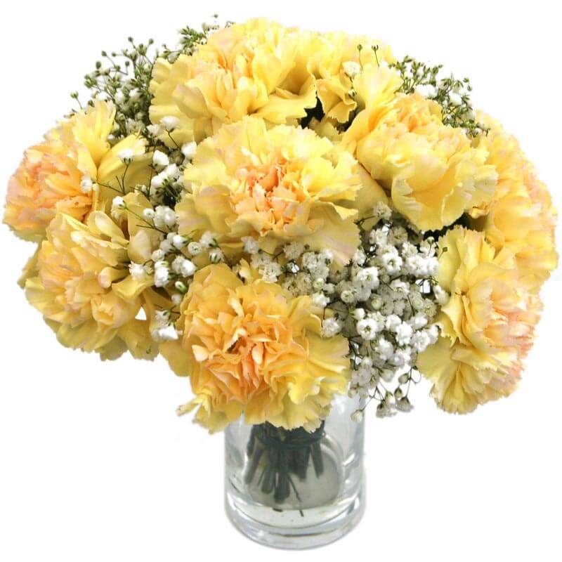 Yellow Carnations image