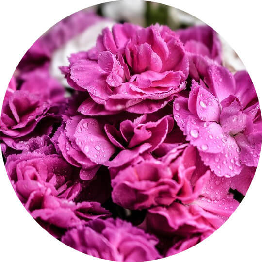 Mixed Carnations for UK flower delivery from Clare Florist.