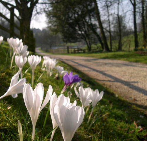 Save our Summer Flowers