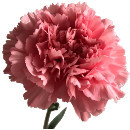 Carnations