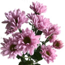 Chrysanthemums