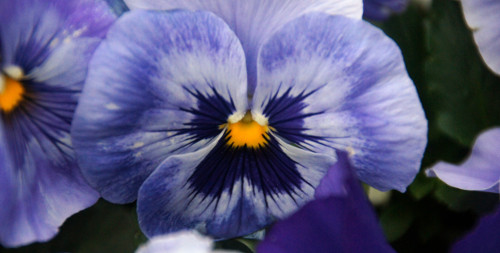 Februarys Birth Flower The Violet Clare Florist Blog